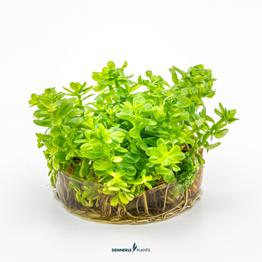 Dennerle Plants - Rotala indica PLANTIT! In Vitro Cup