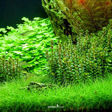 Dennerle Plants - Rotala indica PLANTIT! In Vitro Cup