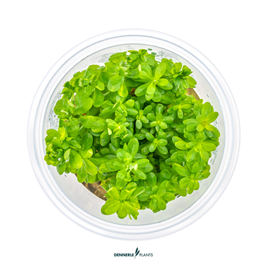 Dennerle Plants - Rotala indica PLANTIT! In Vitro Cup