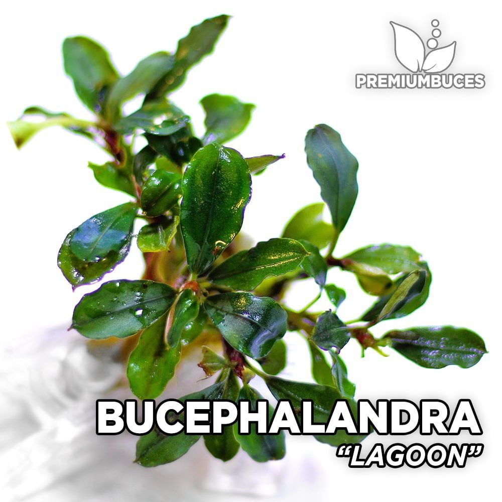 Bucephalandra sp. lagoon ADET