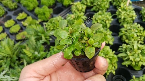 Lobelia cardinalis mini BUKET