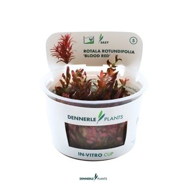 Dennerle Plants - Rotala rotundifolia Blood Red PLANTIT! In Vitro Cup