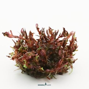 Dennerle Plants - Rotala rotundifolia Blood Red PLANTIT! In Vitro Cup