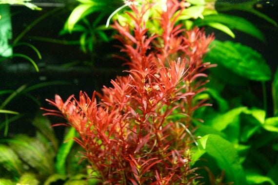 Dennerle Plants - Rotala rotundifolia Blood Red PLANTIT! In Vitro Cup