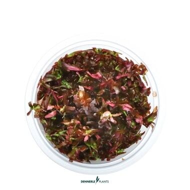Dennerle Plants - Rotala rotundifolia Blood Red PLANTIT! In Vitro Cup