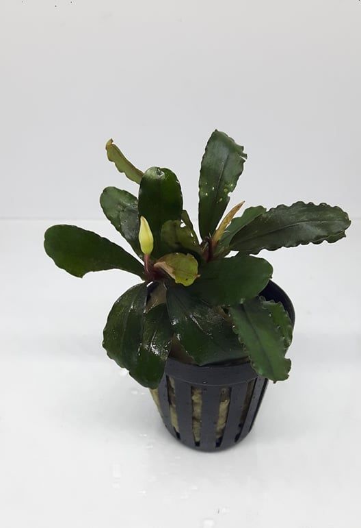 Bucephalandra sp. lo black ADET