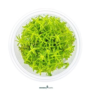 Dennerle Plants - Rotala sp. Wayanad PLANTIT! In Vitro Cup