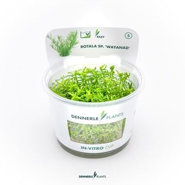 Dennerle Plants - Rotala sp. Wayanad PLANTIT! In Vitro Cup