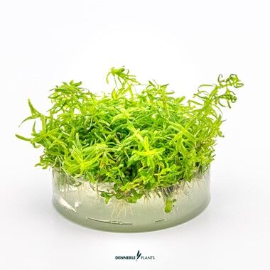Dennerle Plants - Rotala sp. Wayanad PLANTIT! In Vitro Cup