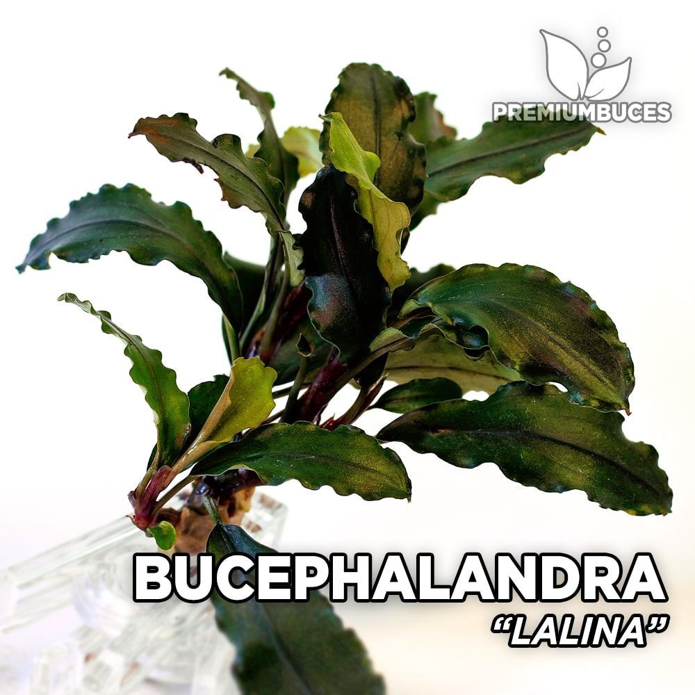 Bucephalandra sp. Lalina ADET
