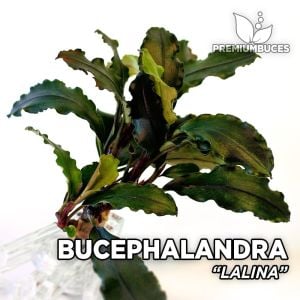 Bucephalandra sp. lalina ADET