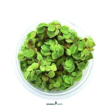 Dennerle Plants - Salvinia minima PLANTIT! In Vitro Cup
