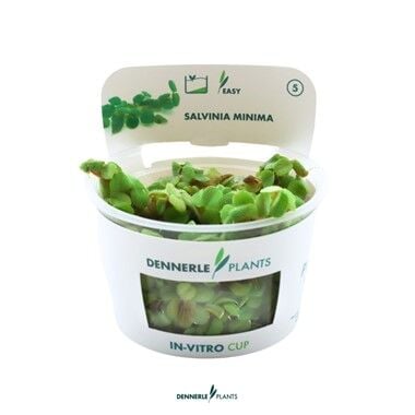 Dennerle Plants - Salvinia minima PLANTIT! In Vitro Cup