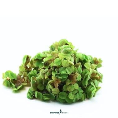 Dennerle Plants - Salvinia minima PLANTIT! In Vitro Cup
