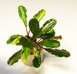 Bucephalandra sp. lo green ADET
