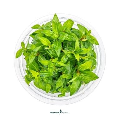 Dennerle Plants - Staurogyne repens PLANTIT! In Vitro Cup
