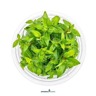 Dennerle Plants - Staurogyne repens PLANTIT! In Vitro Cup