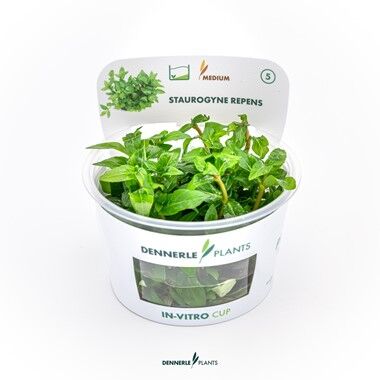 Dennerle Plants - Staurogyne repens PLANTIT! In Vitro Cup