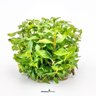 Dennerle Plants - Staurogyne repens PLANTIT! In Vitro Cup