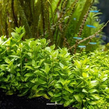 Dennerle Plants - Staurogyne repens PLANTIT! In Vitro Cup