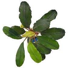 Bucephalandra theia green big leaves ADET
