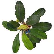 Bucephalandra theia green big leaves ADET