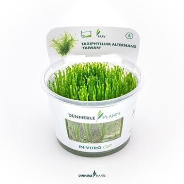 Dennerle Plants - Taxiphyllum alternans Taiwan PLANTIT! In Vitro Cup