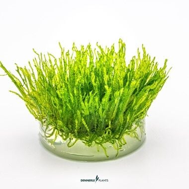 Dennerle Plants - Taxiphyllum alternans Taiwan PLANTIT! In Vitro Cup