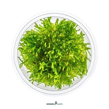 Dennerle Plants - Taxiphyllum alternans Taiwan PLANTIT! In Vitro Cup