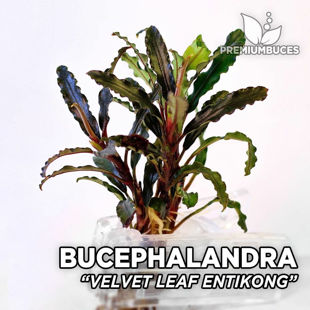 Bucephalandra velvet lead entihong ADET
