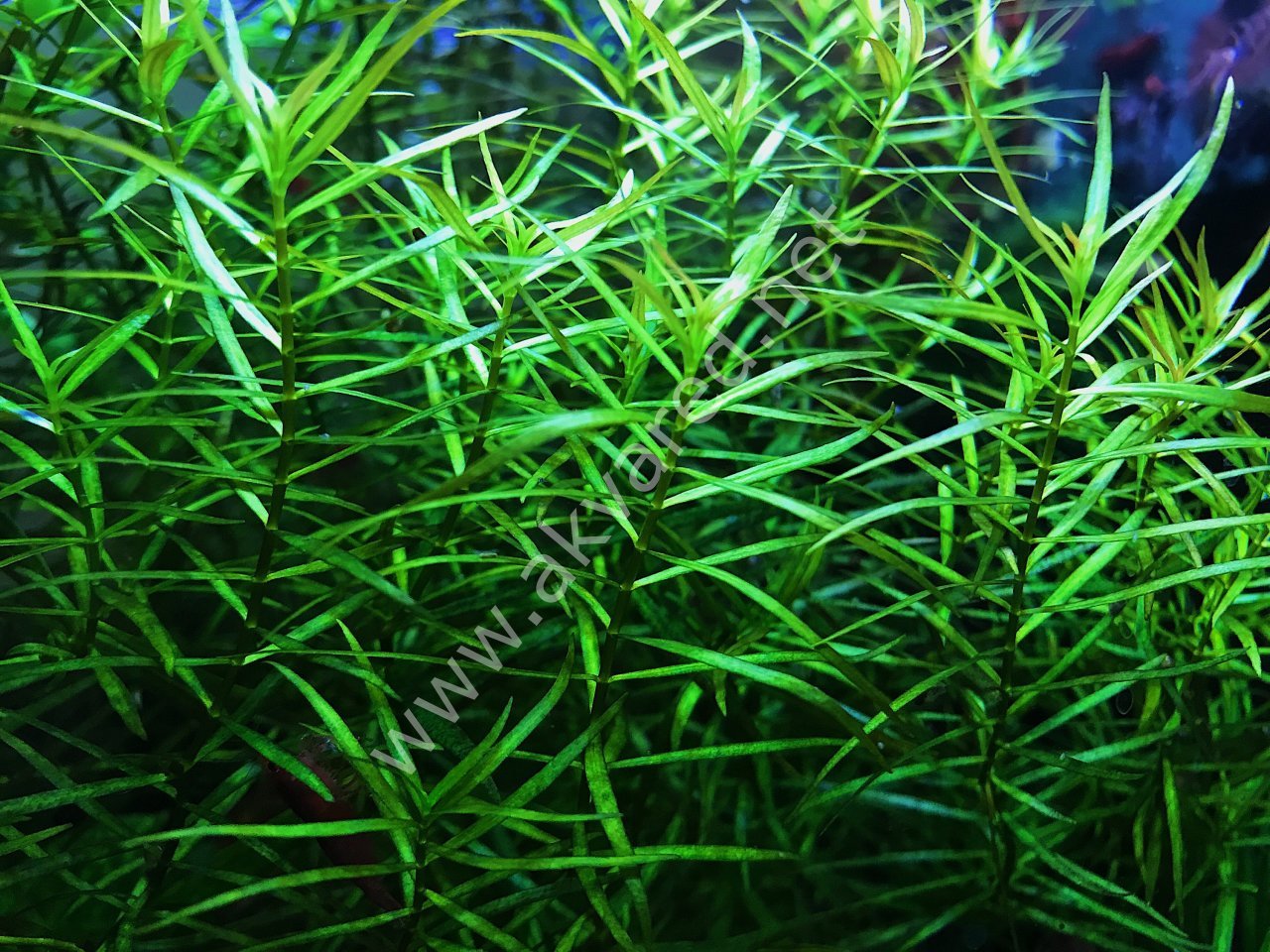 Ludwigia arcuata BUKET İTHAL