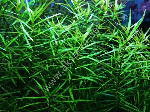 Ludwigia arcuata BUKET 