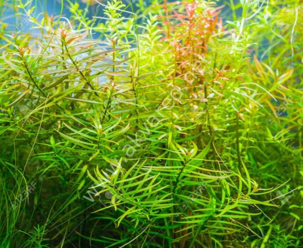 Ludwigia arcuata BUKET
