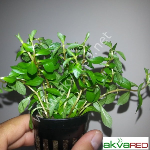 Ludwigia arcuata BUKET