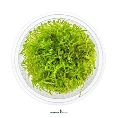 Dennerle Plants - Taxiphyllum barbieri PLANTIT! In Vitro Cup