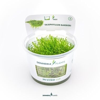 Dennerle Plants - Taxiphyllum barbieri PLANTIT! In Vitro Cup