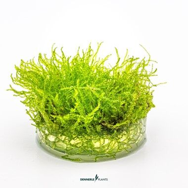 Dennerle Plants - Taxiphyllum barbieri PLANTIT! In Vitro Cup