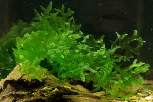 Lomariopsis lineata / Pellia Roundleaf Moss 5 gr