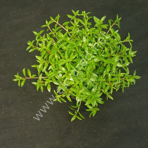 Ludwigia arcuata EXVITRO