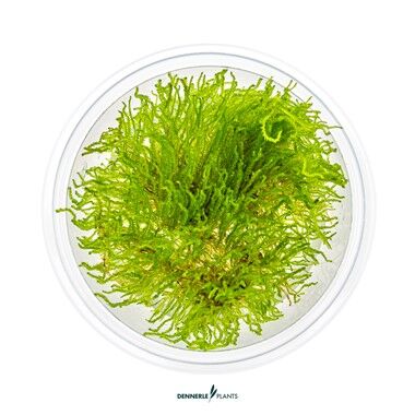 Dennerle Plants - Taxiphyllum sp. Flame Moss PLANTIT! In Vitro Cup