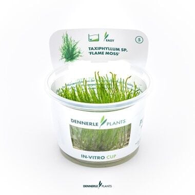Dennerle Plants - Taxiphyllum sp. Flame Moss PLANTIT! In Vitro Cup