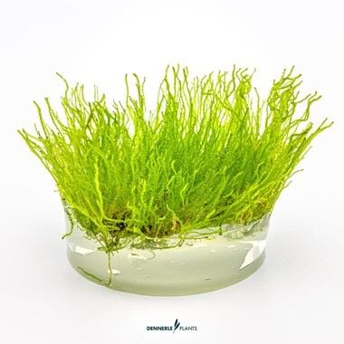 Dennerle Plants - Taxiphyllum sp. Flame Moss PLANTIT! In Vitro Cup