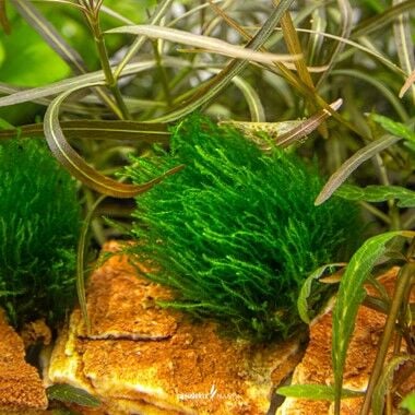 Dennerle Plants - Taxiphyllum sp. Flame Moss PLANTIT! In Vitro Cup