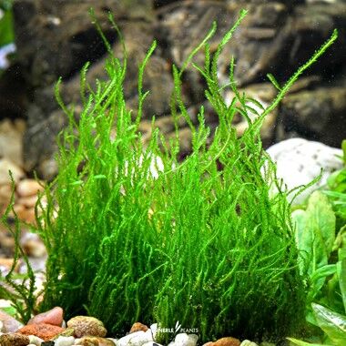 Dennerle Plants - Taxiphyllum sp. Flame Moss PLANTIT! In Vitro Cup