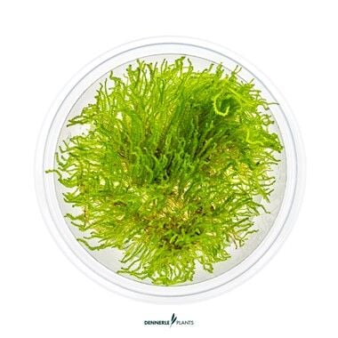 Dennerle Plants - Taxiphyllum sp. Flame Moss PLANTIT! In Vitro Cup