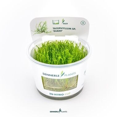 Dennerle Plants - Taxiphyllum sp. Giant PLANTIT! In Vitro Cup
