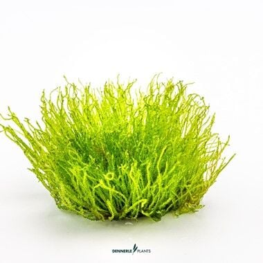 Dennerle Plants - Taxiphyllum sp. Giant PLANTIT! In Vitro Cup