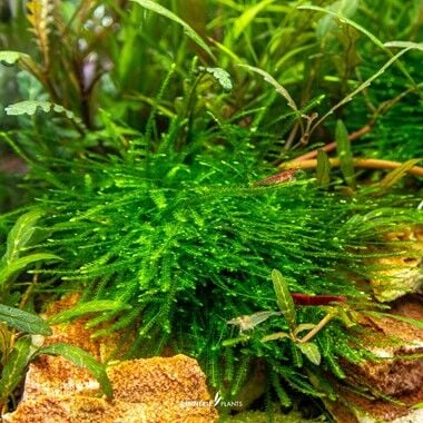 Dennerle Plants - Taxiphyllum sp. Giant PLANTIT! In Vitro Cup