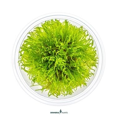 Dennerle Plants - Taxiphyllum sp. Giant PLANTIT! In Vitro Cup