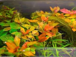 Ludwigia atlantis SAKSI